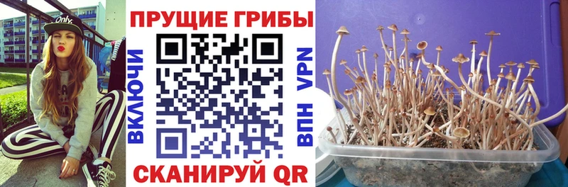 darknet наркотические препараты Кедровый Галлюциногенные грибы ЛСД купить наркотики цена